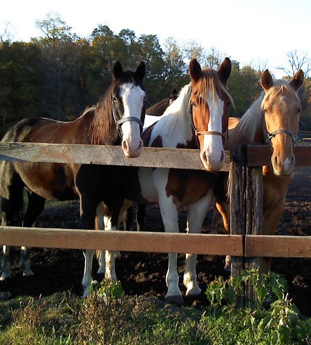 Three horses standing behind a fence